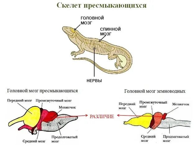 Особенности мозга пресмыкающихся