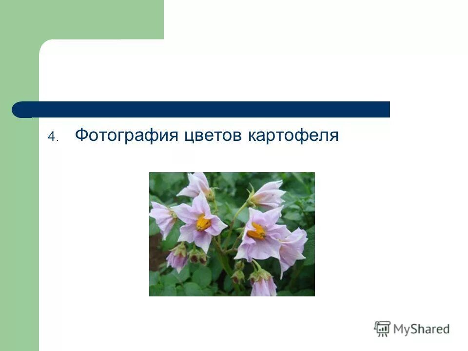Картофель solanum tuberosum. Диаграмма паслен клубненосный. Строение цветка пасленовых. Семейство пасленовые строение цветка и плода. Тип цветка картофеля.