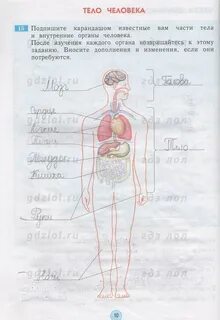 Подпиши органы человека