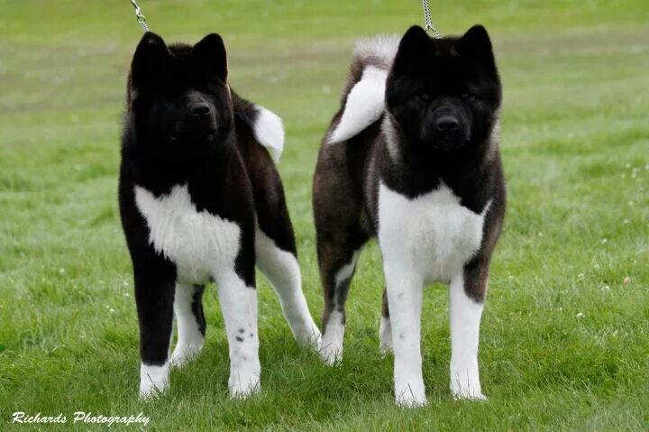 Salem, 11 months old. AMERICAN AKITA #americanakita From Nashville, Tennessee. U