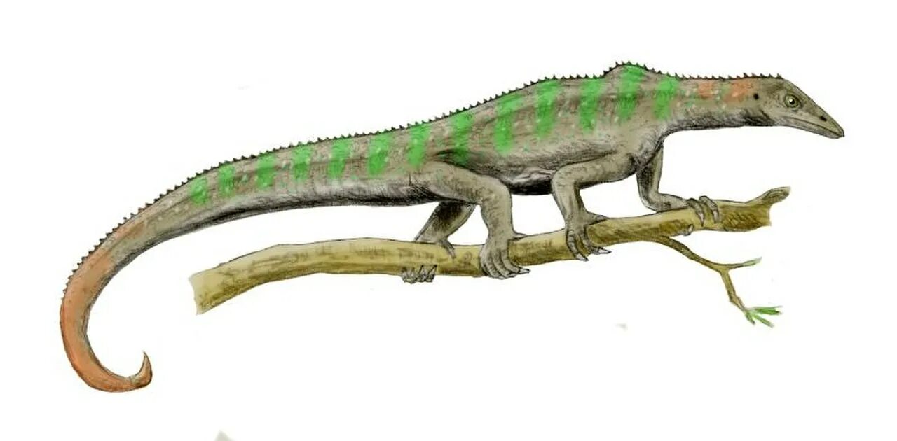 На рисунке изображен майаспондил вымершая рептилия. Архозавроморфы. Drepanosaurus unguicaudatus. Лепидозавроморфы. Гипуронектор.