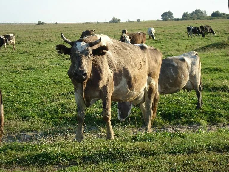 косуля в нижегородской области. конный завод починковский район нижегородской. починки животное. лабрадор марли и я. починки животное.