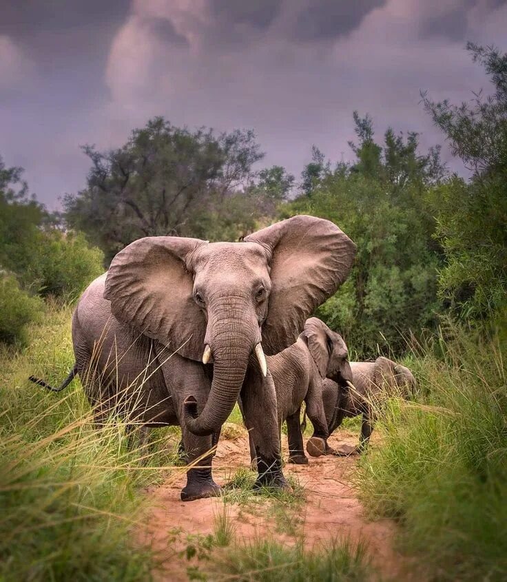 Слон. Жизнь диких слонов. Африканский слон в таллинском зоопарке. Красивые слоны. Слоны.