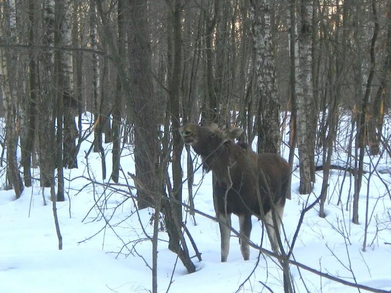 Лоси против. Озеро Лось Лосиный остров. Лось пасется. Лоси у МЭИ.