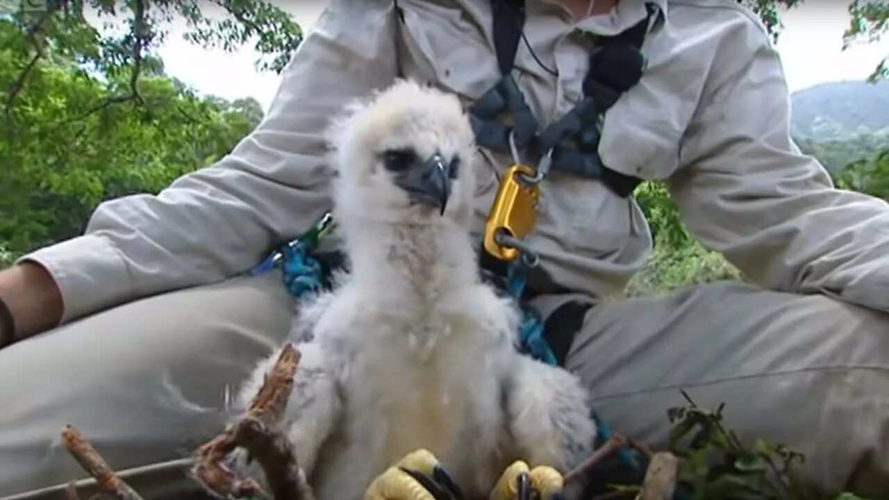 Гарпия птица с человеком 59 фото - ZooClever.ru