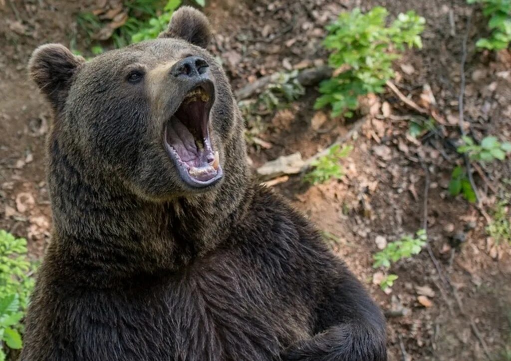 Звук рычание медведя. Медведь Гризли. Бурый медведь. Бурый медведь нападение. Медведь рычит.