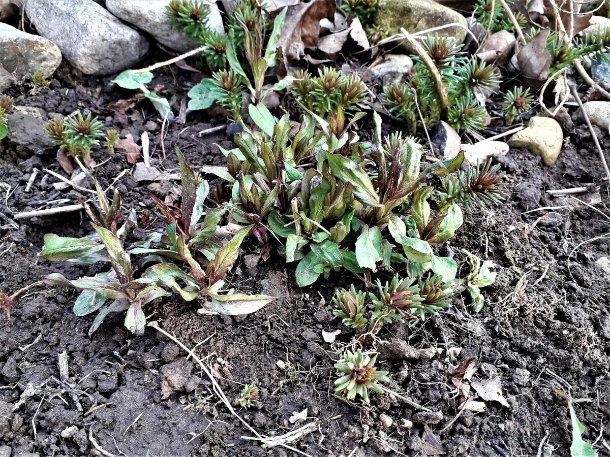 Сколько всходят флоксы. Проростки Флоксы. Флоксы проклевывается. Stachys annua всходы. Вербейник всходы весной.