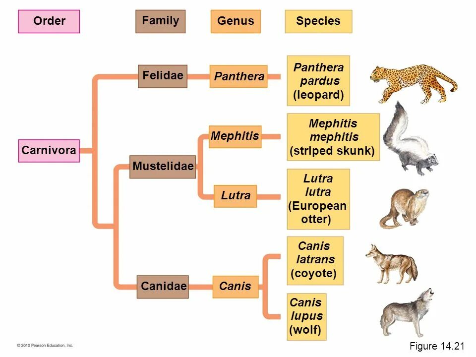 Видеоролик семья. Taxonomy. Family species. Family species. Гармония в семье.