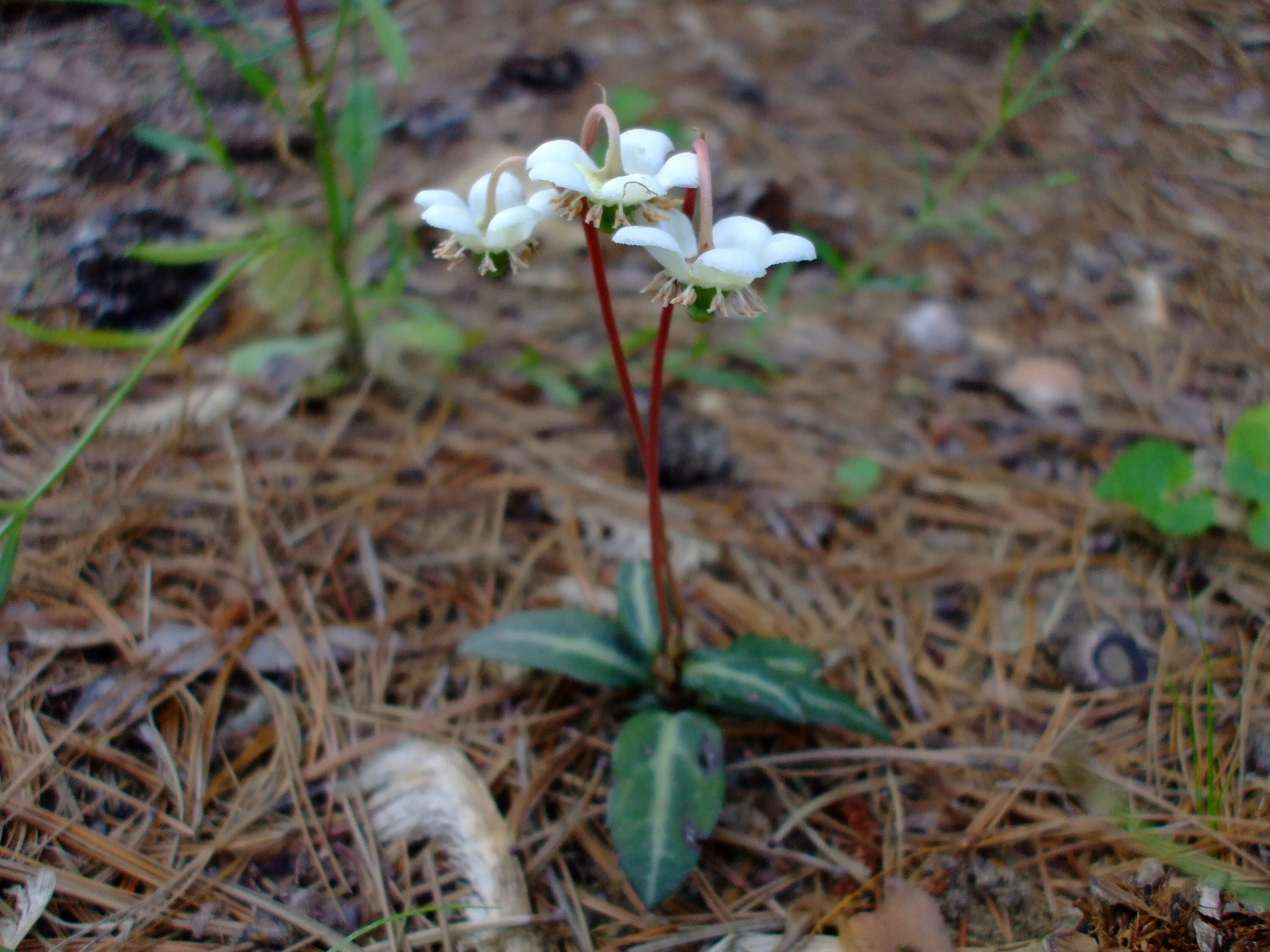 Datei:Chimaphila umbellata Iron Peak 1.jpg - Wikipedia