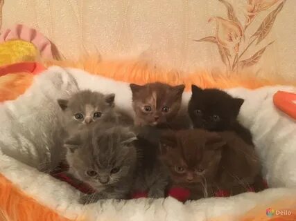 Котята в мурманске в добрые