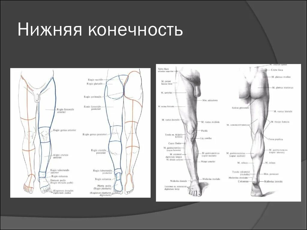 Тема нижние конечности. Области нижней конечности. Нижняя конечность. Гнойная хирургия конечностей. Нижние конечности области хирургия.