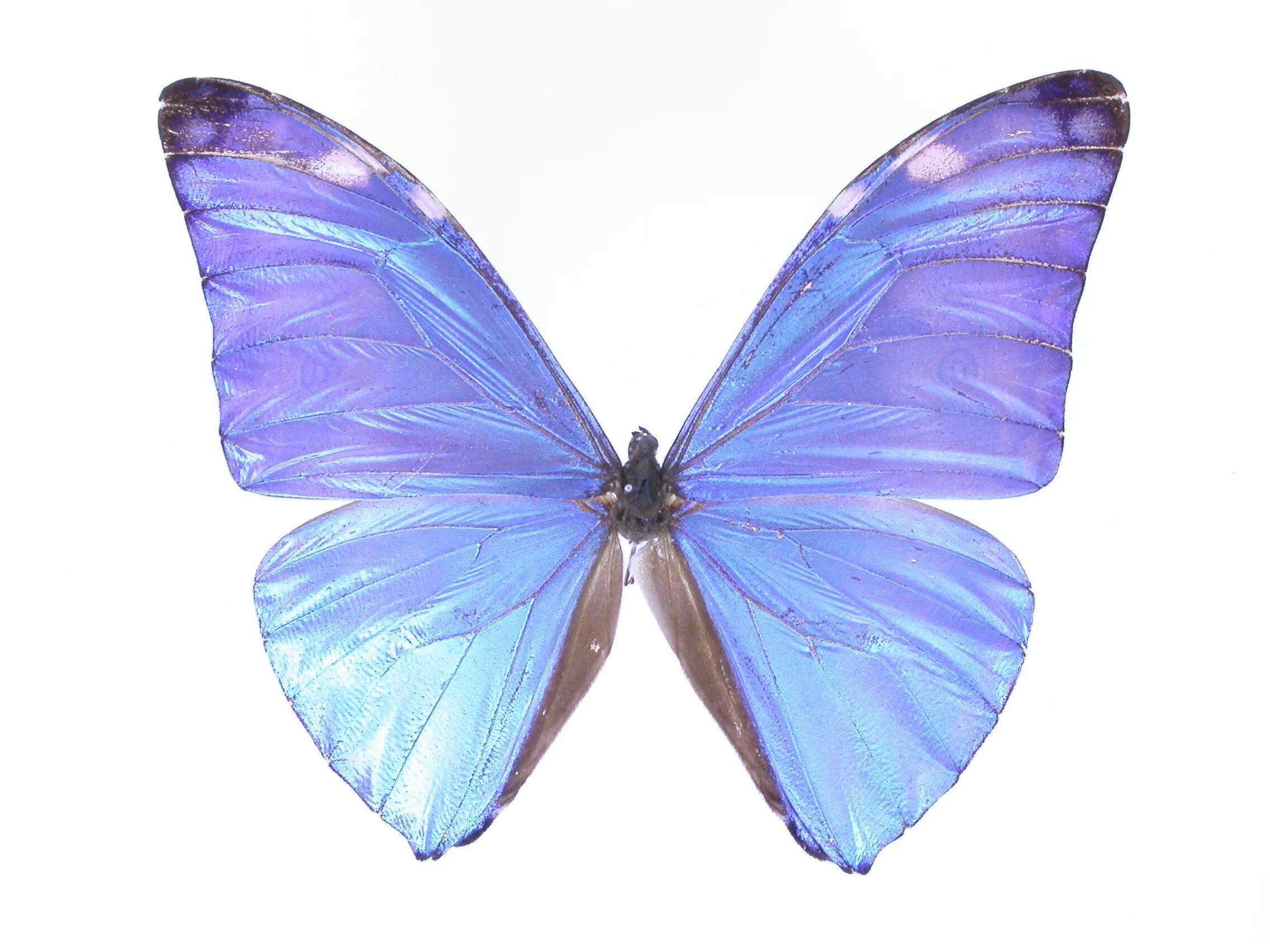 Розово голубая бабочка. Морфо адонис бабочка. Morpho 51-1501. Бабочка Морфо перламутровая. Сиреневые бабочки.