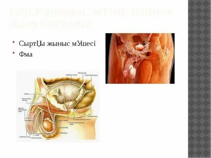 Орыс секс видеосы жіберілді