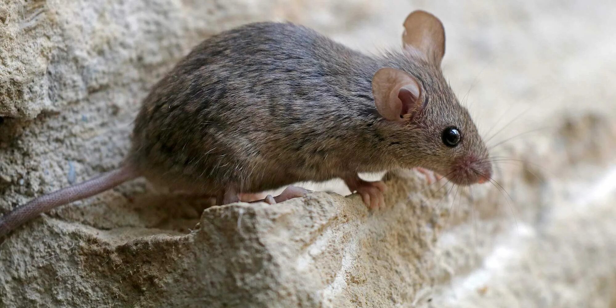 Мыши какие болезни. Желтогорлая Лесная мышь. Отряд Грызуны, семейство мышиных. Рифовая мозаичнохвостая крыса (melomys rubicola). Домовая мышь.