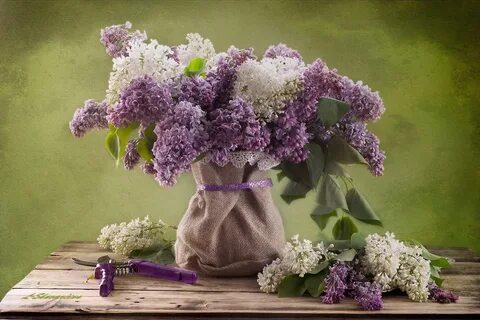 Красивые картины сирени