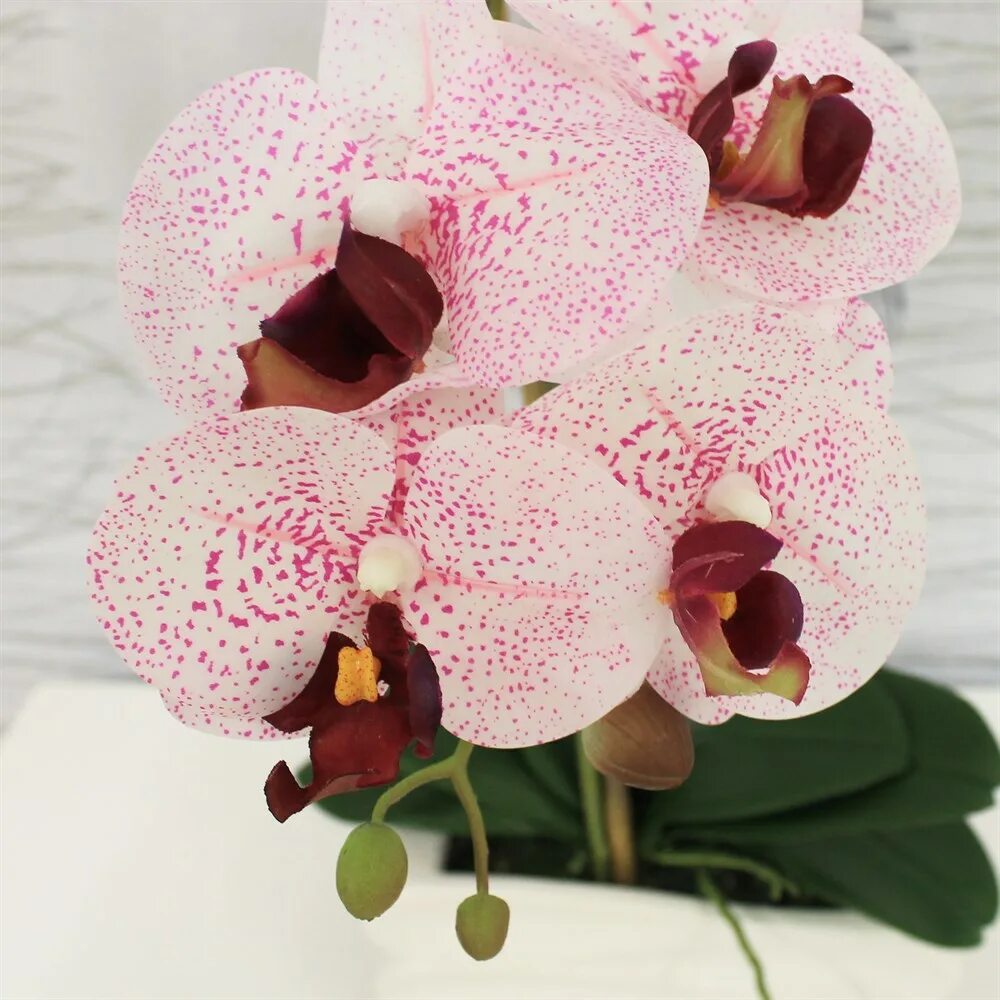 Купить орхидею в саратове. Фаленопсис Chaida Stacy. Орхидея Phalaenopsis Ikaria. Eve Орхидея фаленопсис.