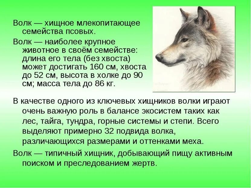 Придумать историю от лица животного