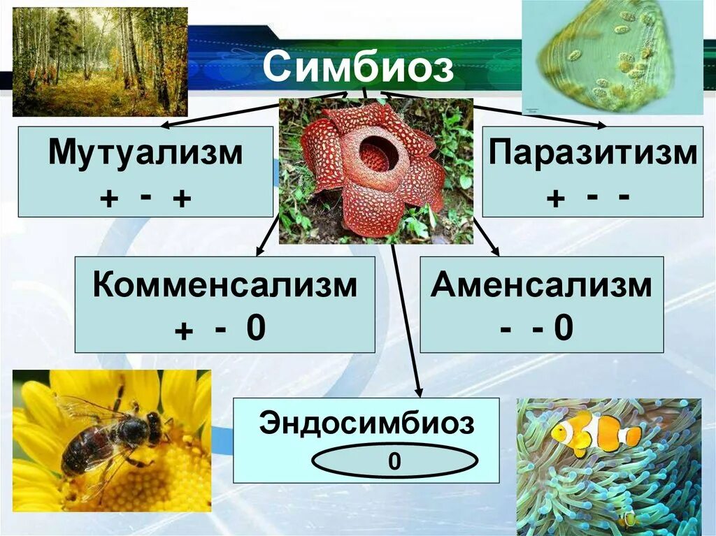 Симбиотические взаимоотношения примеры