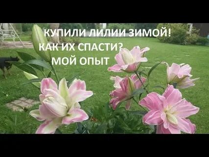 Лилия на зиму что делать осенью