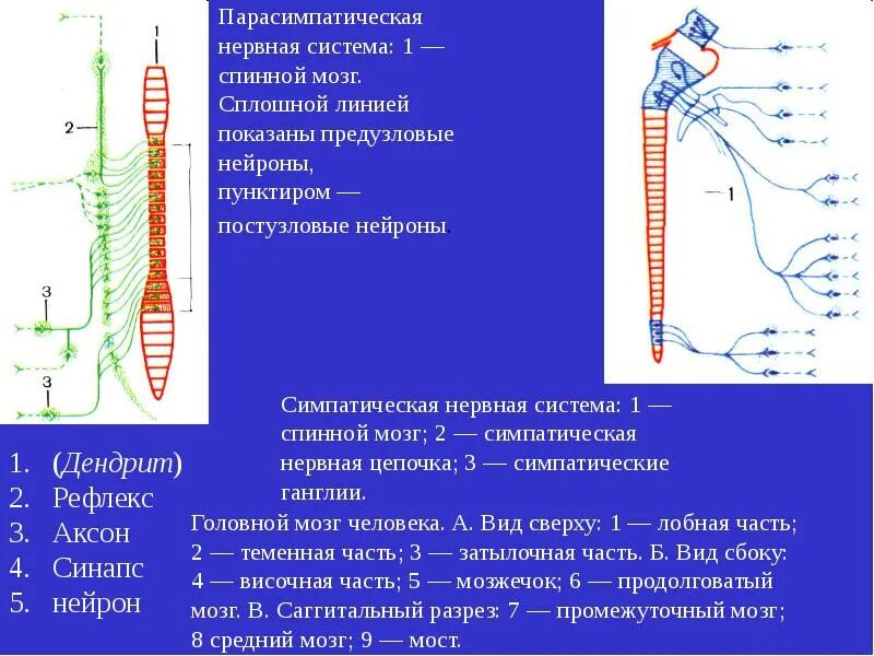 Сколько живет нерв. Симпатическая и парасимпатическая нервная. Центры парасимпатической нервной системы. Спинной мозг симпатическая и парасимпатическая нервная система. Сильная и слабая нервная система.