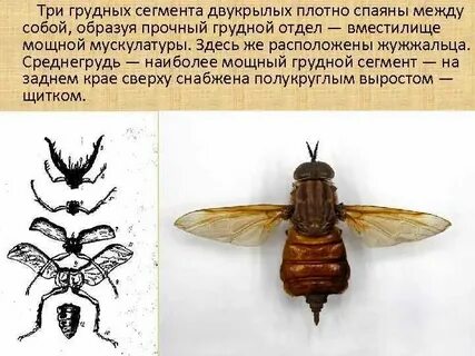 Муха находится на расстоянии
