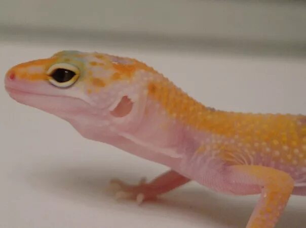 Пятнистый эублефар. Пятнистый эублефар морфы dreamsicle дримсикл. Эублефар морфы супер раптор. Nova эублефар. Эублефар морфы супер нова.