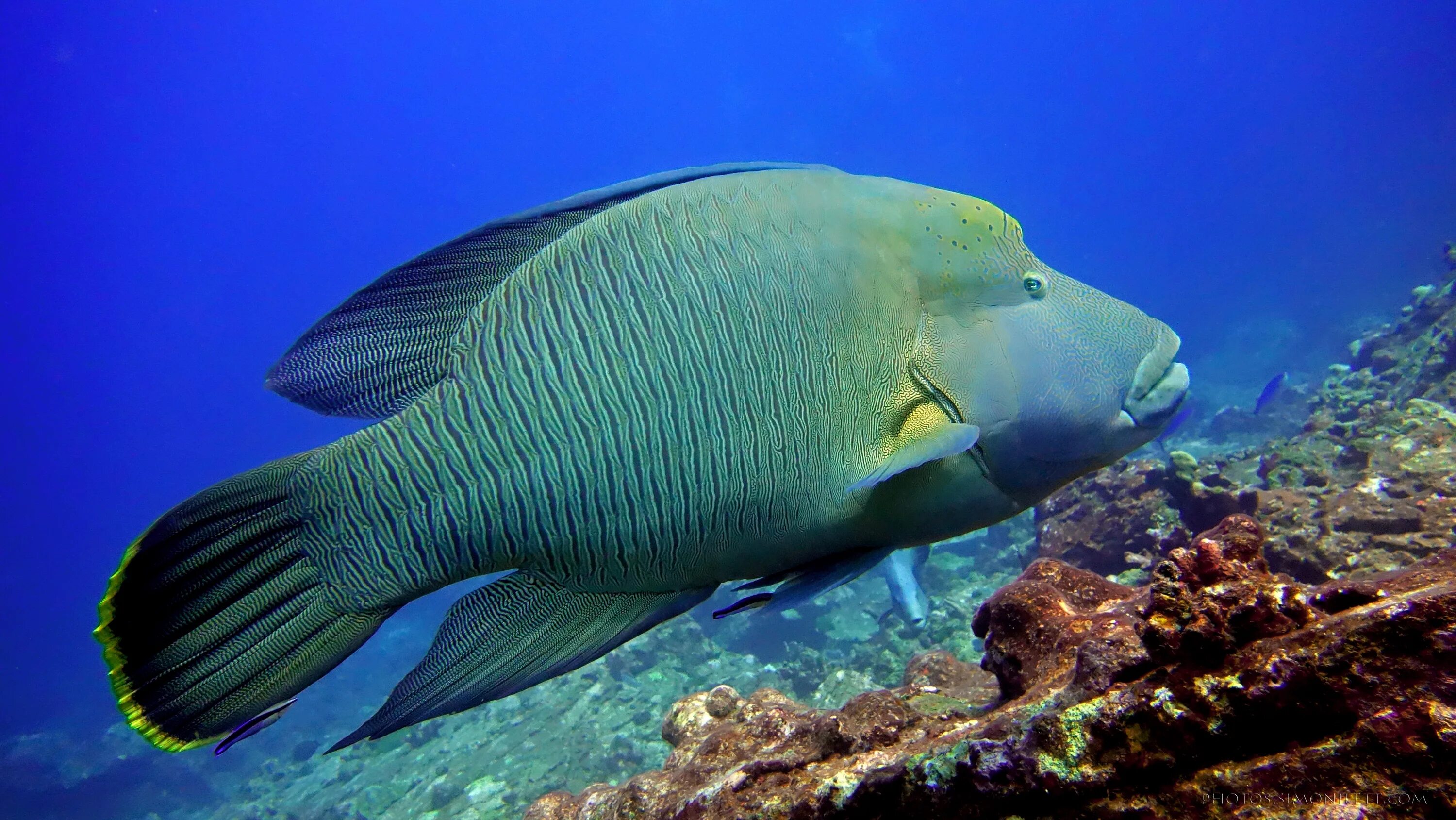 Наполеон губан. Наполеон рыба красное море. Humphead Wrasse рыба. Рыба Наполеон Шарм Эль Шейх. Большеголовый губан