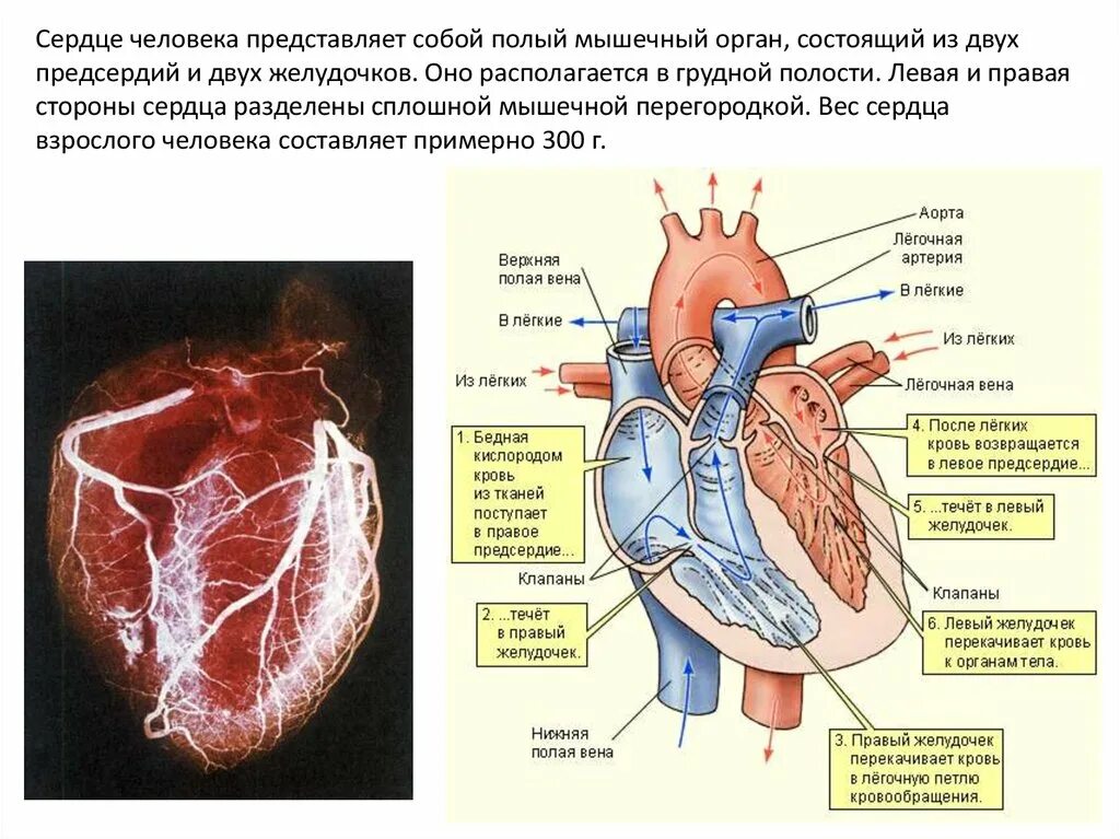 Из левого желудочка в левое предсердие. Левый желудочек и правый желудочек. Сердце человека желудочки и предсердия. Сердце человека правое предсердие левое.