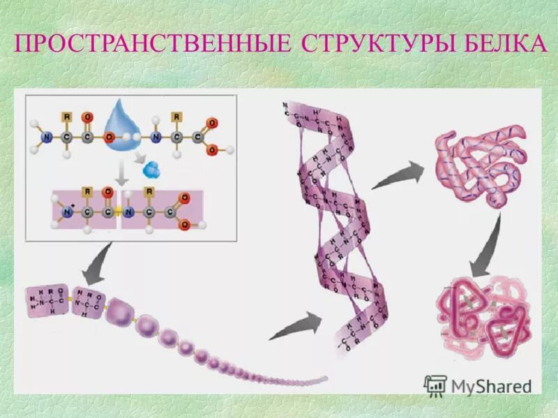 Пространственная структура белков. Пространственное строение белков. Нарушение пространственной структуры белков. Нарушение пространственной структуры белков. Пространственная структура белков.