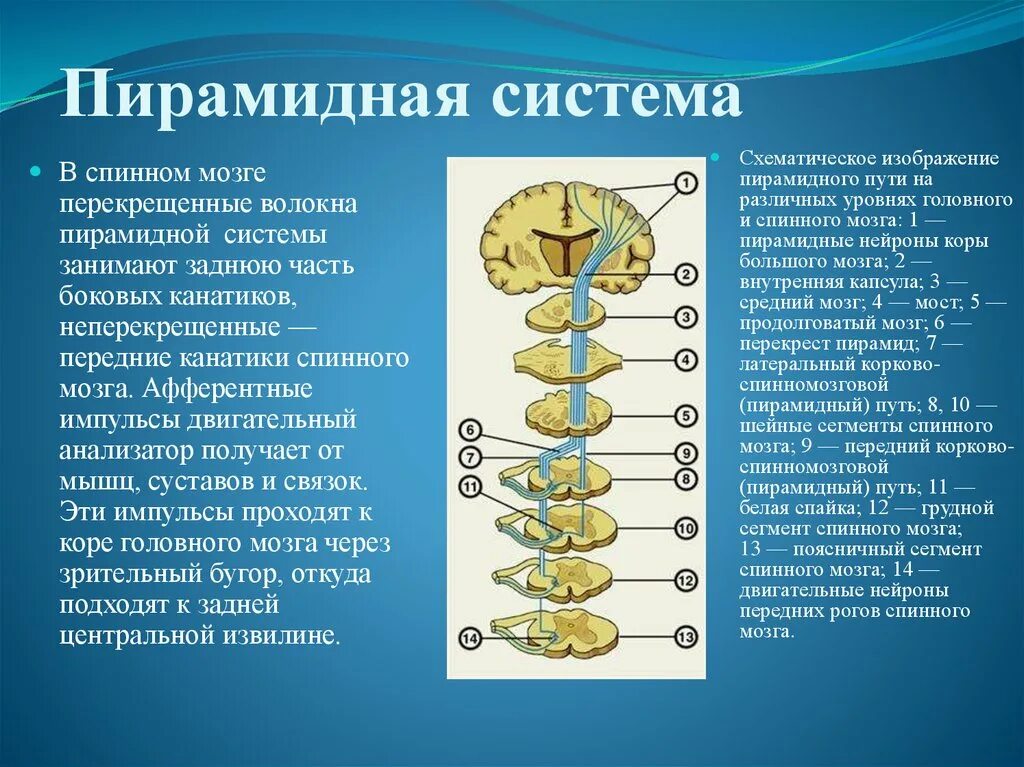 Сегменты ядер