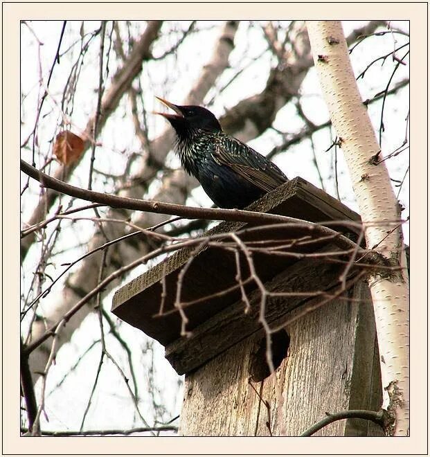 Скорец, суворовушка, скворечник. Скворец и Скворушка. Браминский скворец. Пение скворца для детей