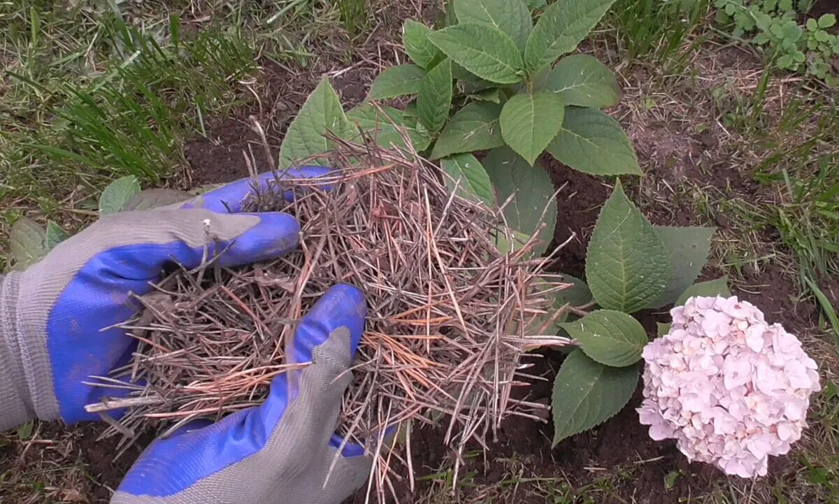 Сохранить гортензию до посадки в грунт весной. Мульчирование гортензии хвойным опадом. Хвойный опад для гортензий. Сосновый опад для гортензий. Деление гортензий осеннее.