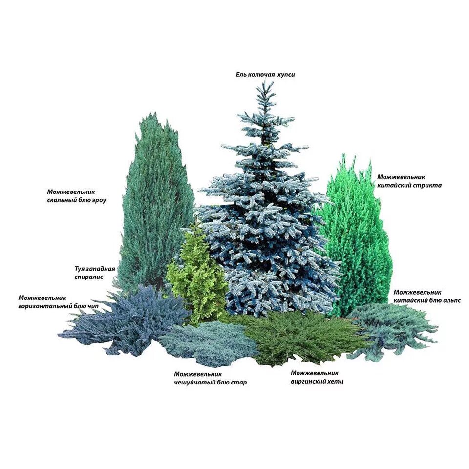 Миксбордер из хвойных растений схема посадки. Можжевельник скальный вариегатный. Композиции с хвойниками схемы посадки. Ель канадская Коника можжевельник казацкий. Хвойные схема