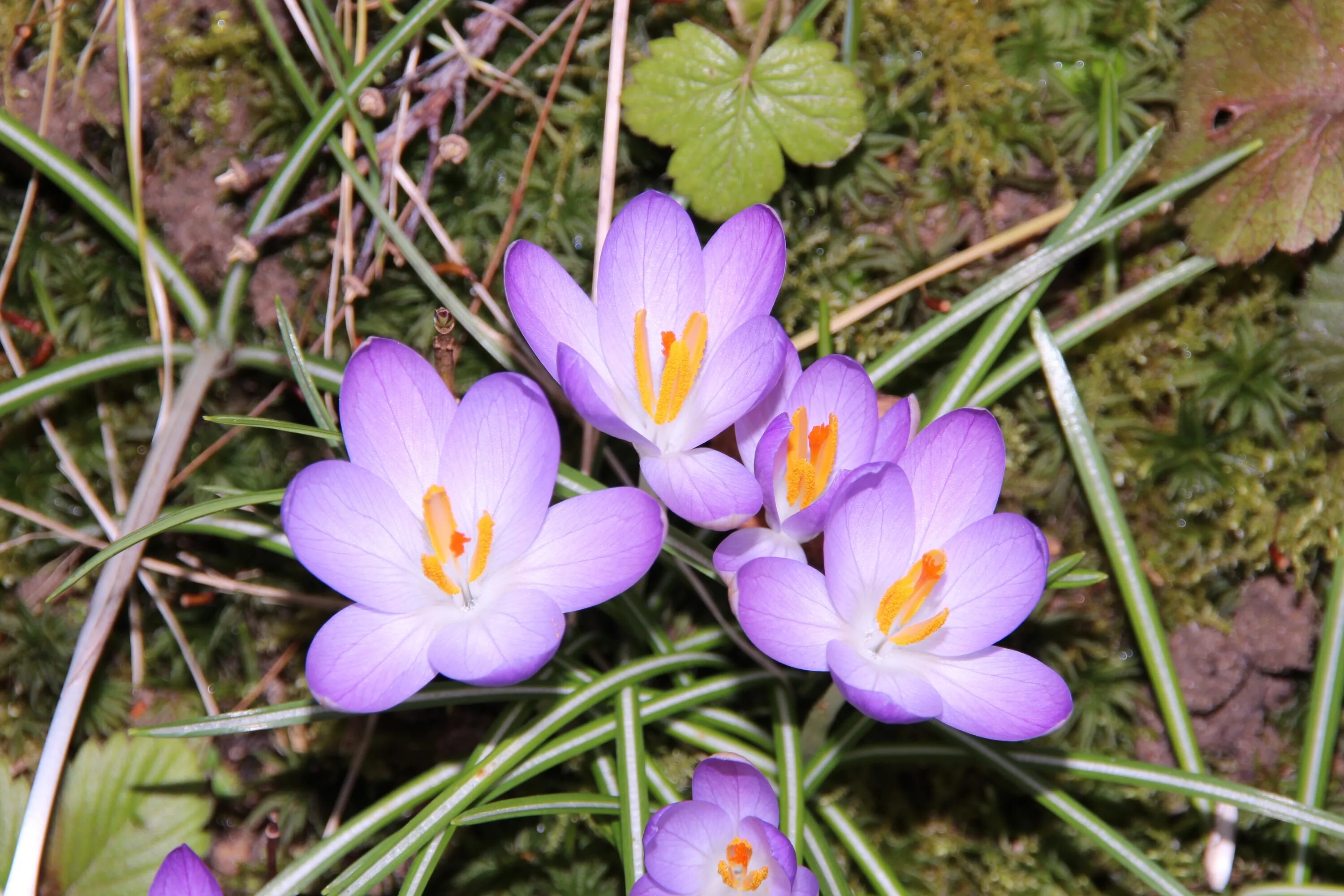 Крокус вранье. Crocus vernus. Цветы Крокус полевой. Осеннецветущие крокусы. Крокусы ареал.