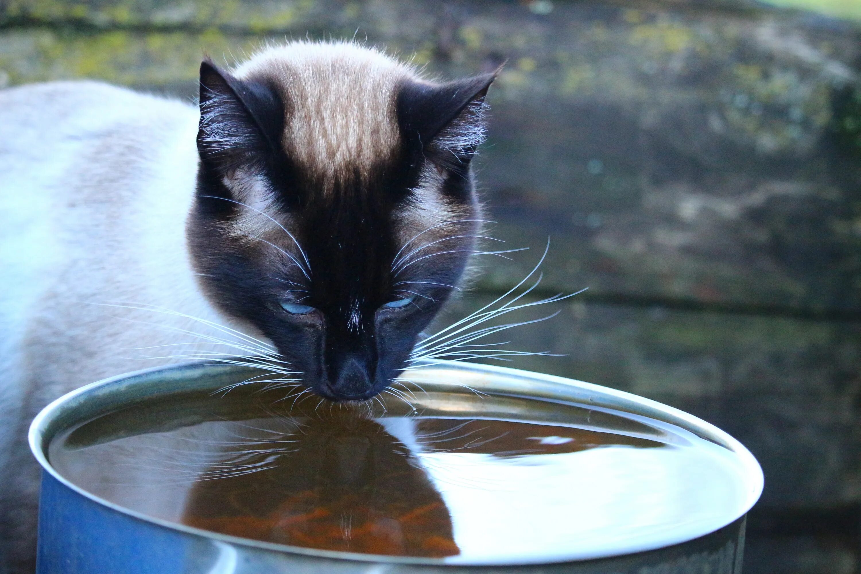 Котенок не пьет что делать. Сиамский кот. Кошка пьет из миски. Кот лакает. Кот пьет воду.