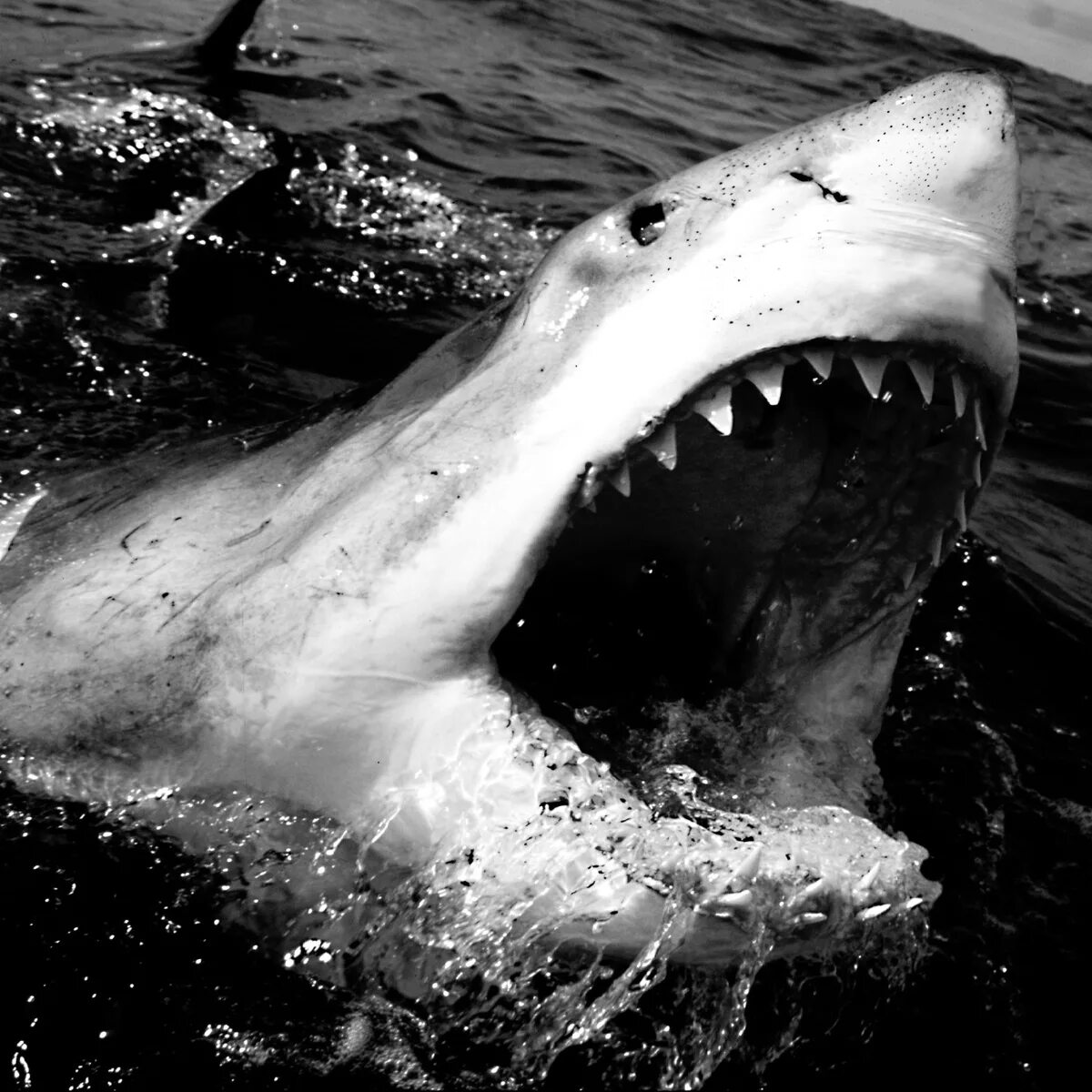 Global shark