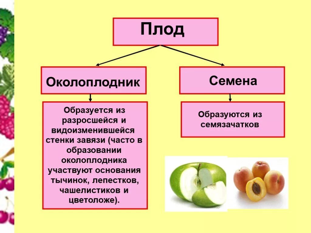 Из чего образуется плод биология 5 класс. Плод растений околоплодник. Из чего образуются семена 6 класс биология. Околоплодник развивается из.