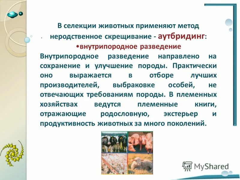 В селекции животных чаще применяется. В селекции животных применяют. не применяется в селекции животных. в селекции животных практически не применяют. методы селекции скрещивание неродственное.