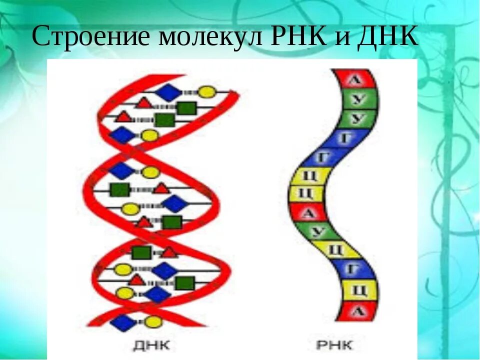 Зарисуйте схему строения ДНК, РНК.. Структура молекулы РНК. Схема строения молекулы РНК. Строение ДНК И РНК схема.