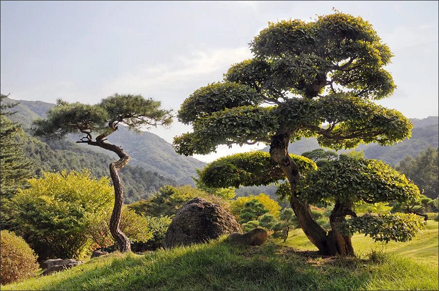 Синолой восточное дерево. Эбеновое дерево коста рика. Деревья востока. Western red cedar. Итуруп курильская сосна.