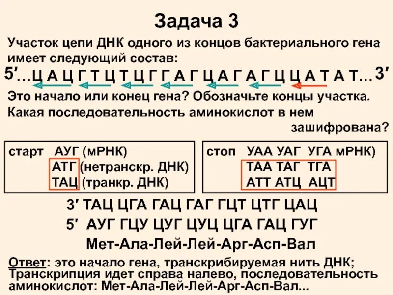 Матричная днк начинается. Матричная транскрибируемая цепь ДНК. Смысловая и транскрибируемая цепь ДНК. Матричная ДНК И смысловая. Транскрибируемая цепь ДНК это.