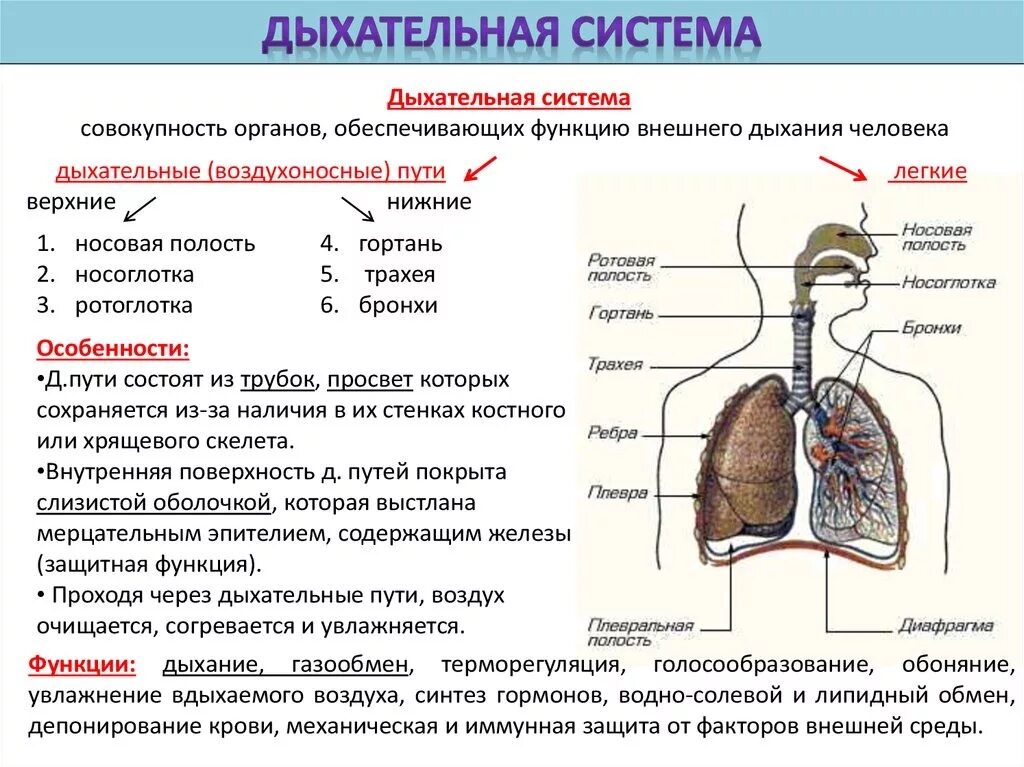 Поступление воздуха в кровь. Основные отделы дыхательной системы и их функции. Строение системы органов дыхания и их функции. Схема органов дыхательной системы функции. Дыхательная система строение и функции дыхательных путей..