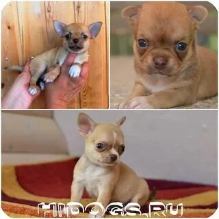 Типы чихуахуа