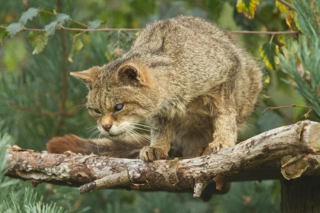 Дикая Лесная кошка. Кавказская Лесная кошка. Дикая кошка фото на дереве. Дикий уличный кот.