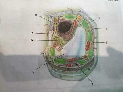 Растительная клетка перечислите органоиды клетки YouDrop.ru