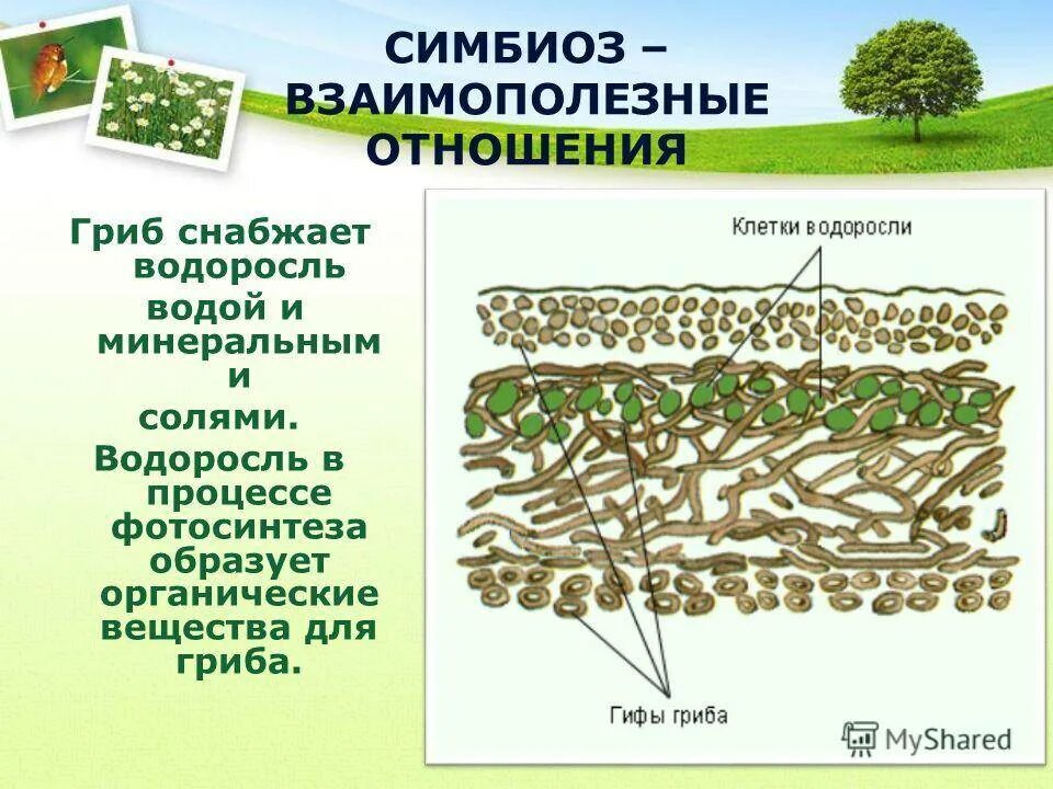 Лишайников образовано организмами. Строение симбиоз лишайников. Строение лишайника 5 класс биология. Симбиоз гриба и водоросли в лишайнике. Взаимосвязь гриба и водоросли в лишайнике.