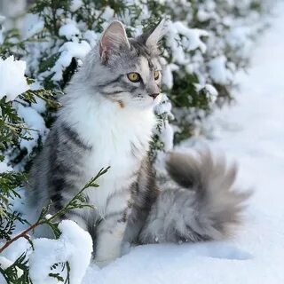 Снежная кошка
