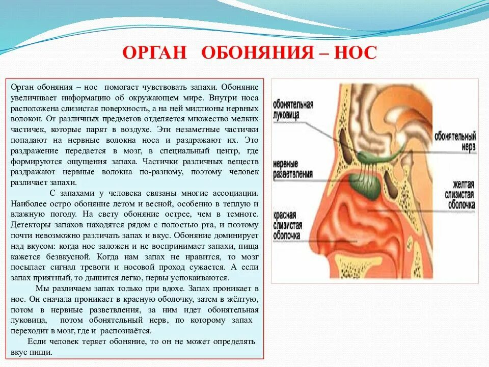 Органы чувств человека 4 класс окружающий мир доклад. Нос орган обоняния 3 класс окружающий мир. Строение органов чувств человека. Доклад про органы чувств ОБЖ 5.