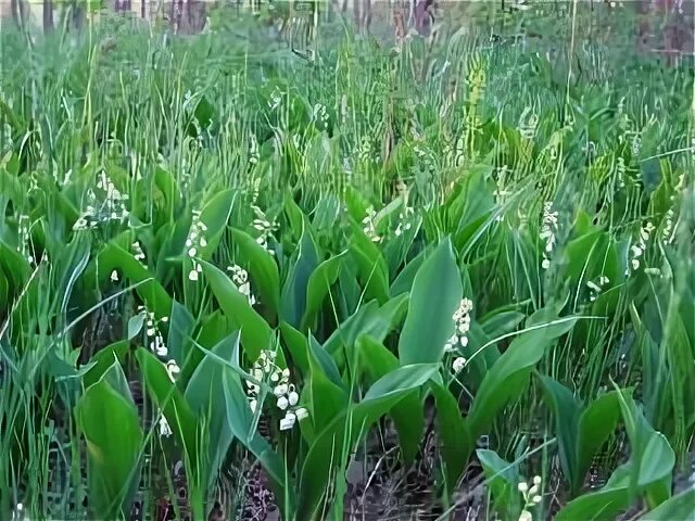 Растут в роще тенистые ландыши в прохладе