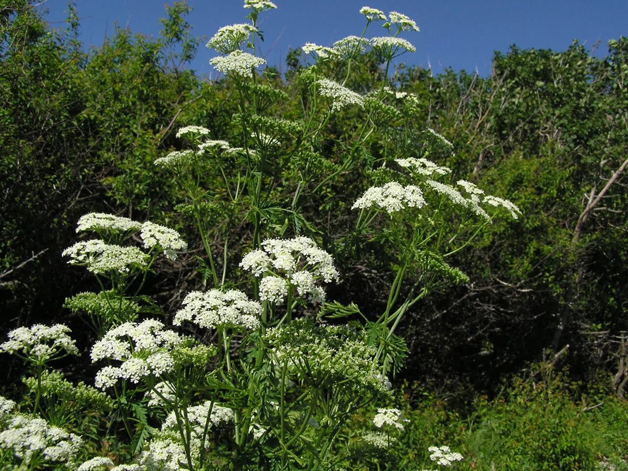 Пастернак полевой растение. Heracleum lanatum. Ядовитое полевое растение. Ядовитое полевое растение. Сорняк борщевик.